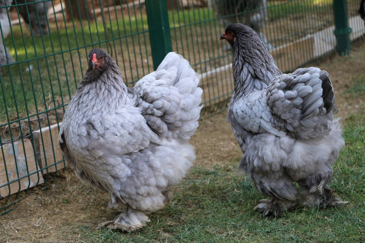 Кохинхин карлик