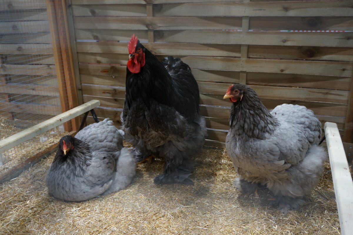 Кохинхины куры