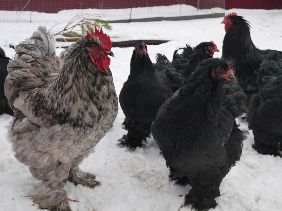 Карликовый кохинхин