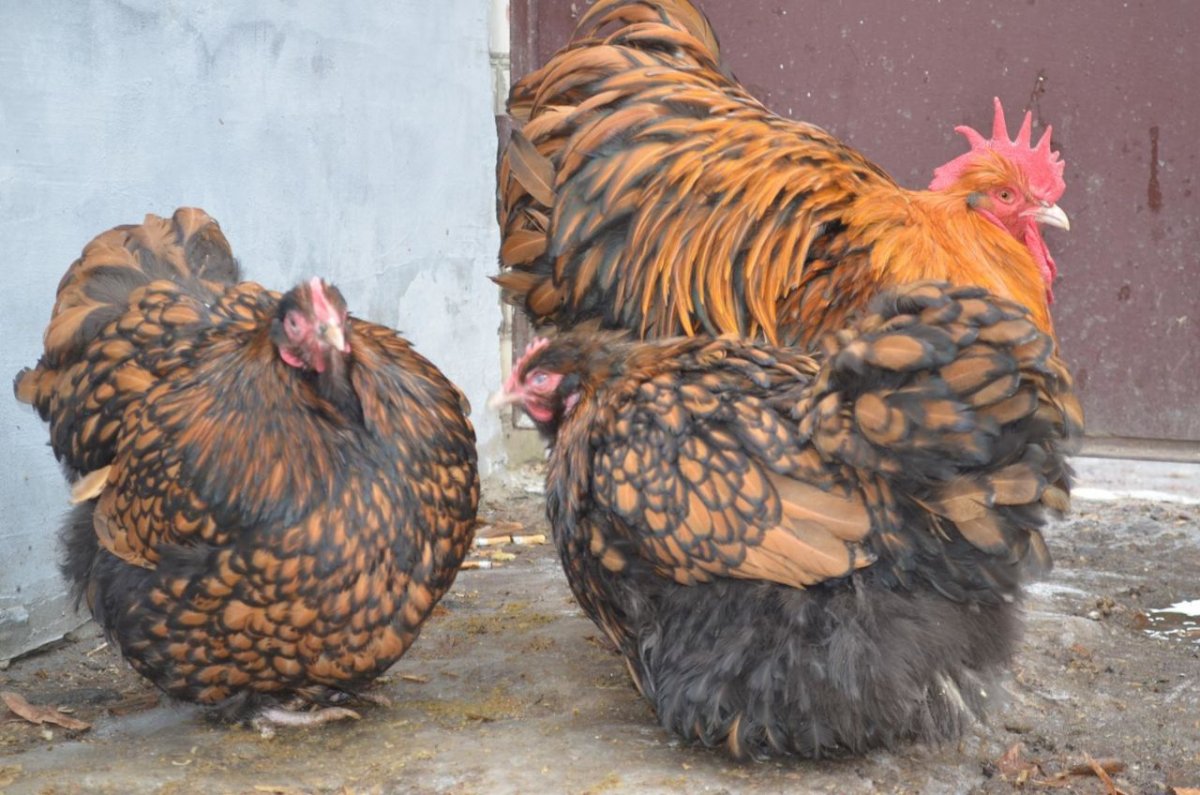 Кохинхины куры