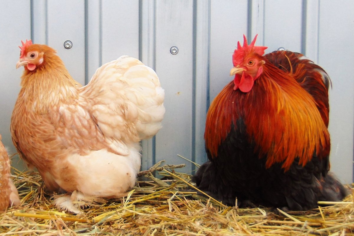 Кохинхины куры