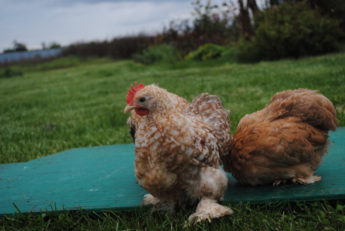 Порода кур кохинхин