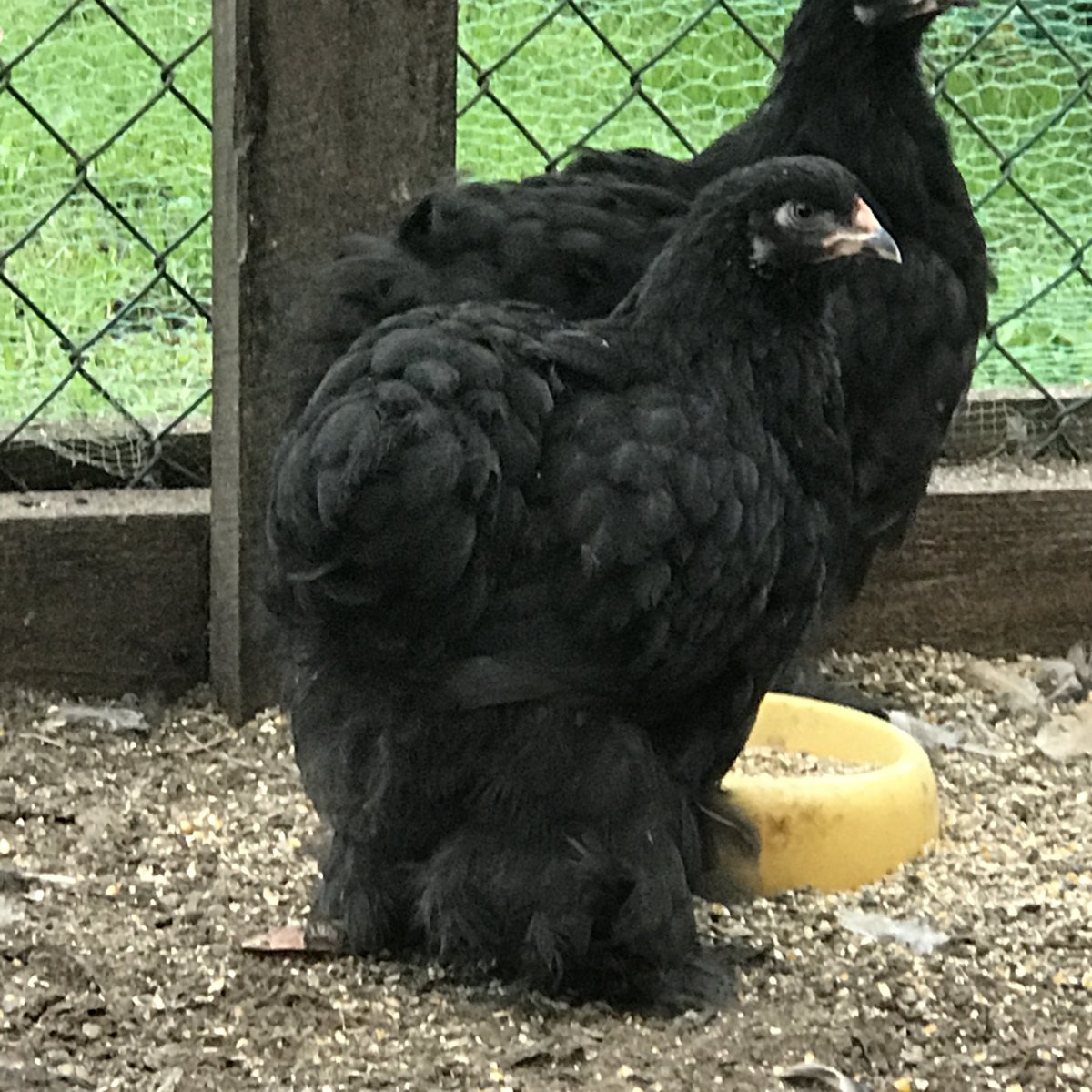 Куры породы кохинхин