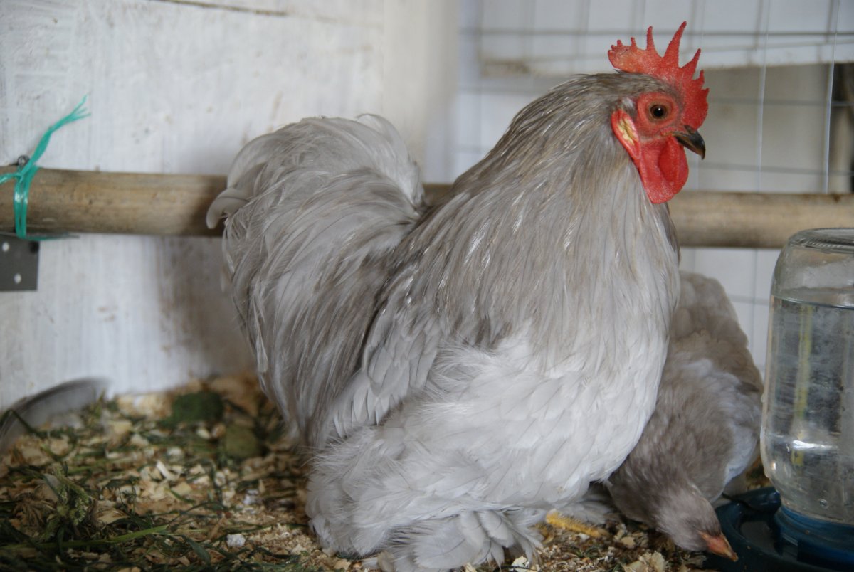 Кохинхин золотистый