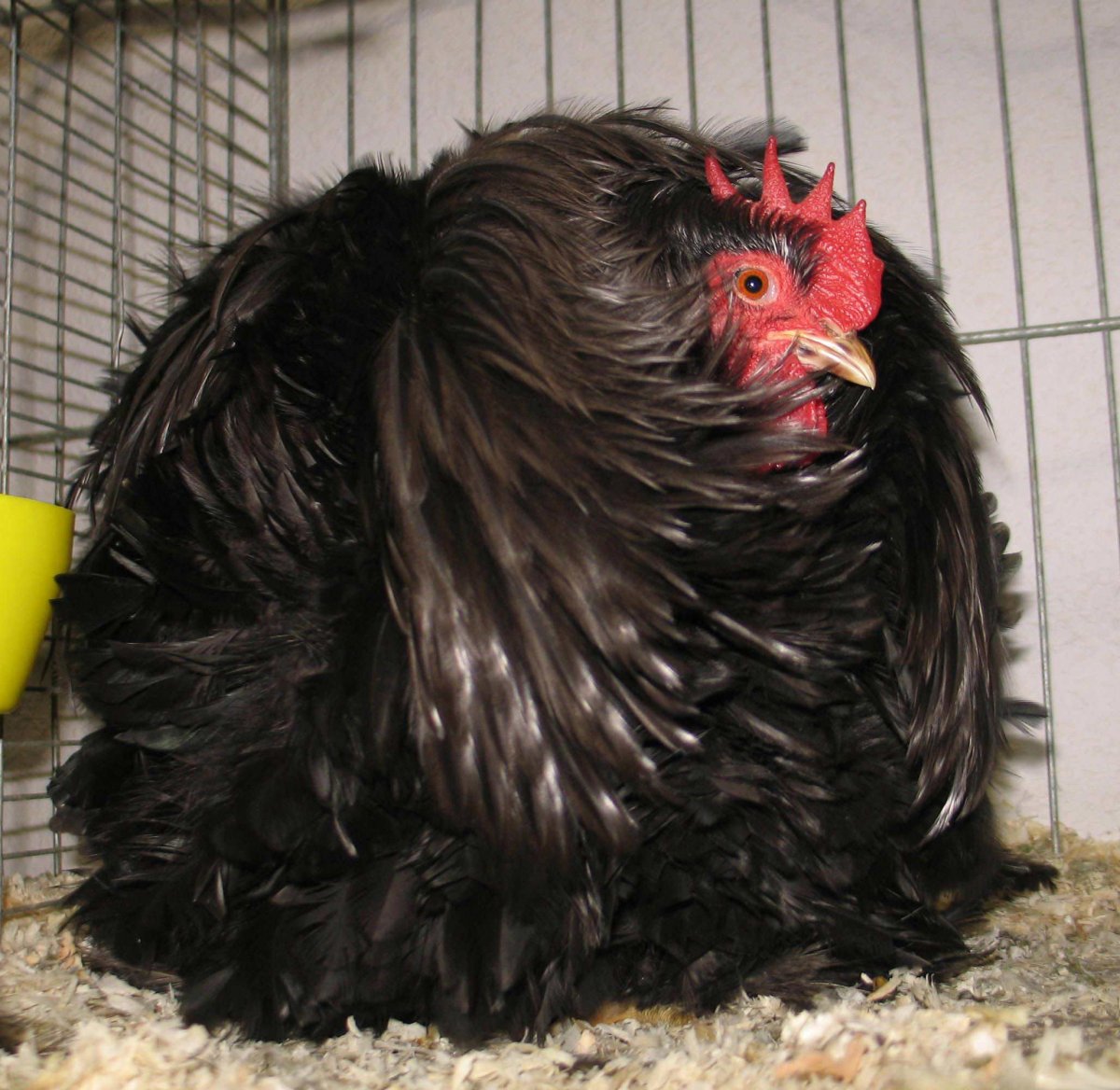 Орпингтоны куры