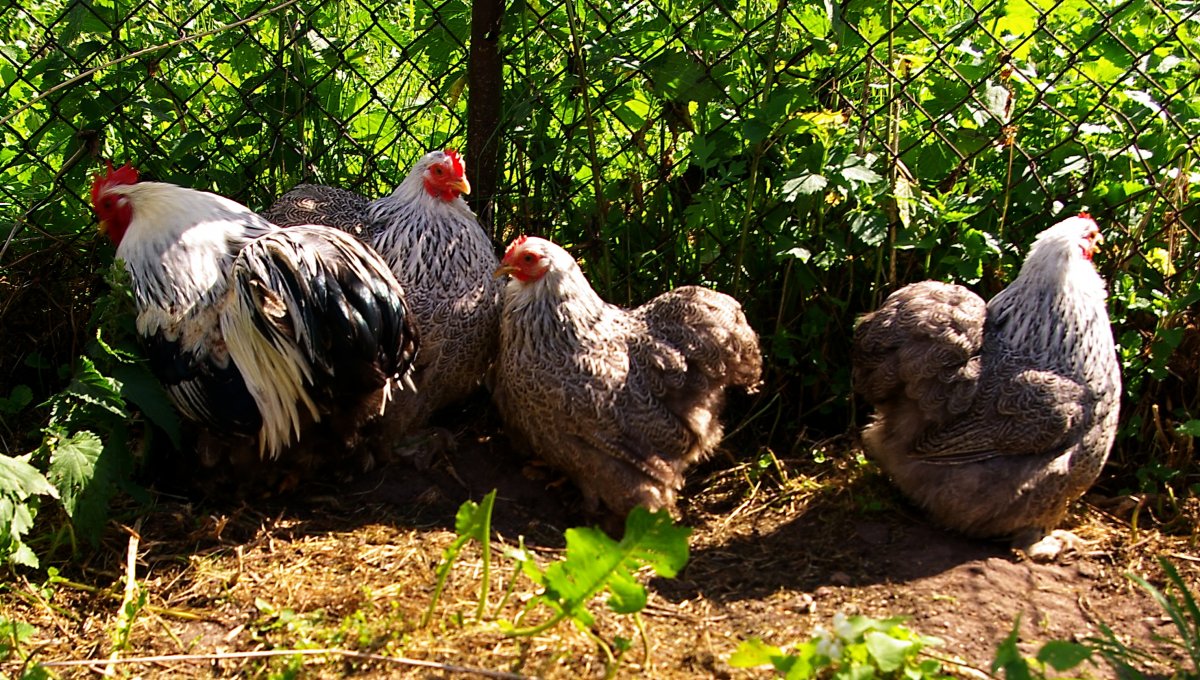 Карликовые кохинхины куры