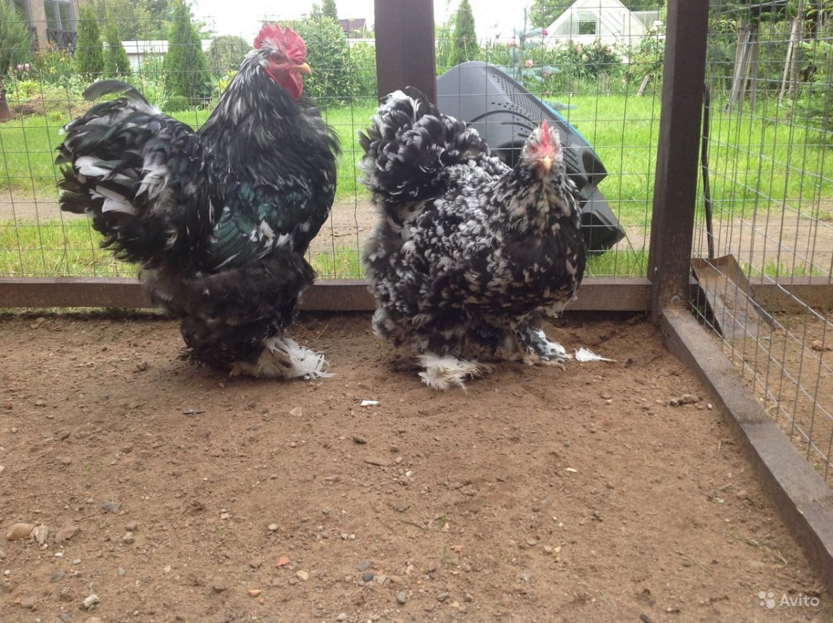 Куры породы кохинхин