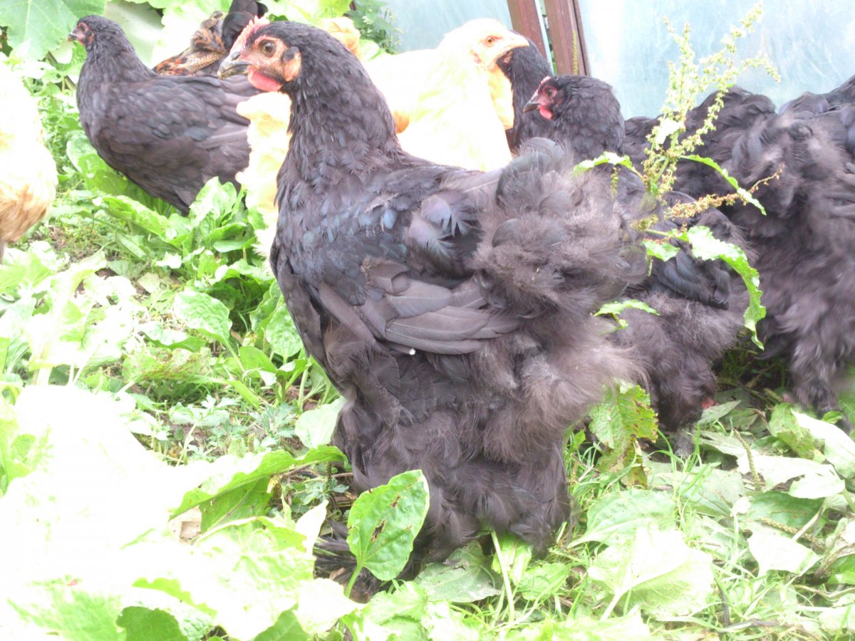 Орпингтоны и кохинхины