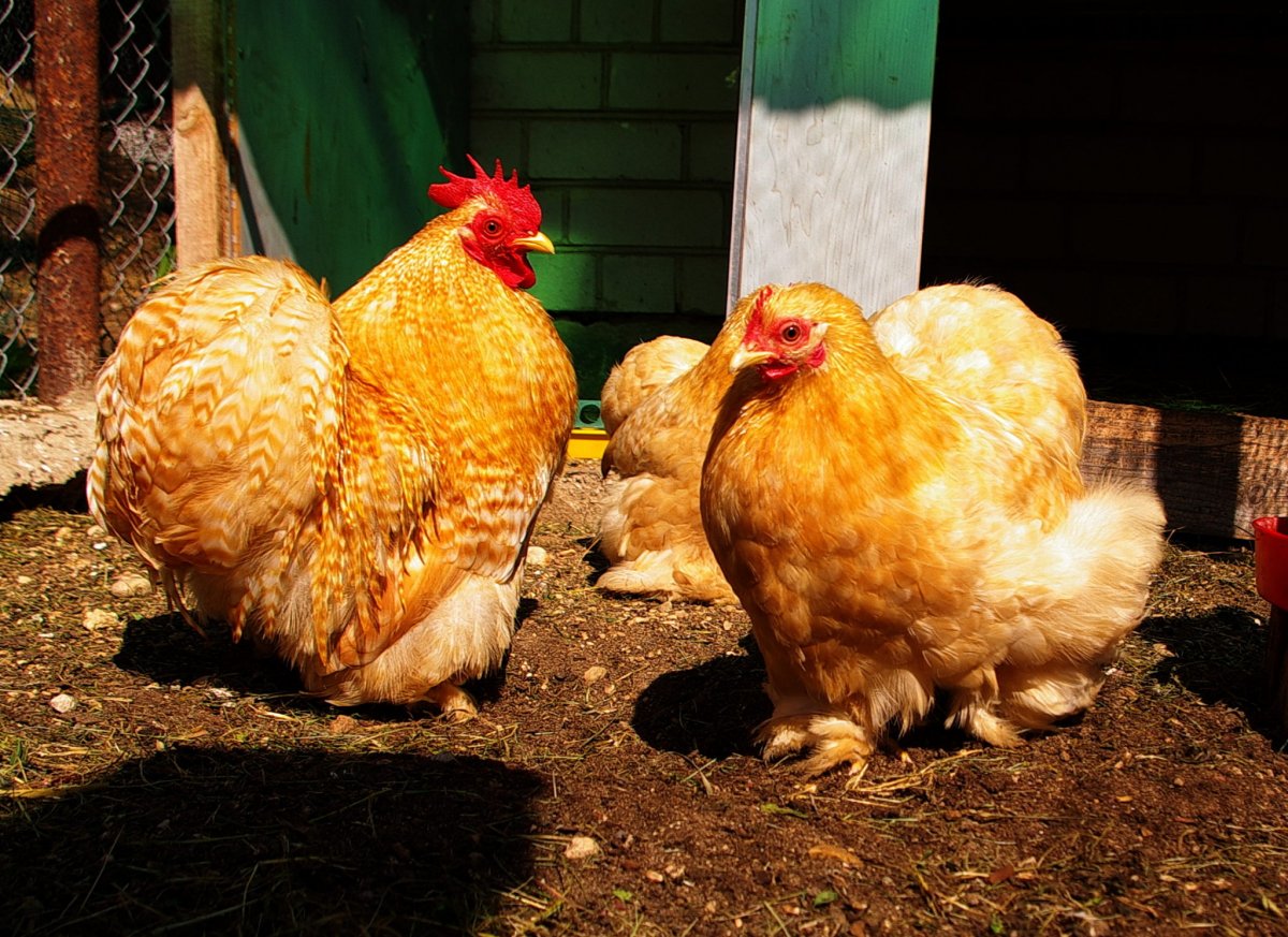 Куропатчатые кохинхины