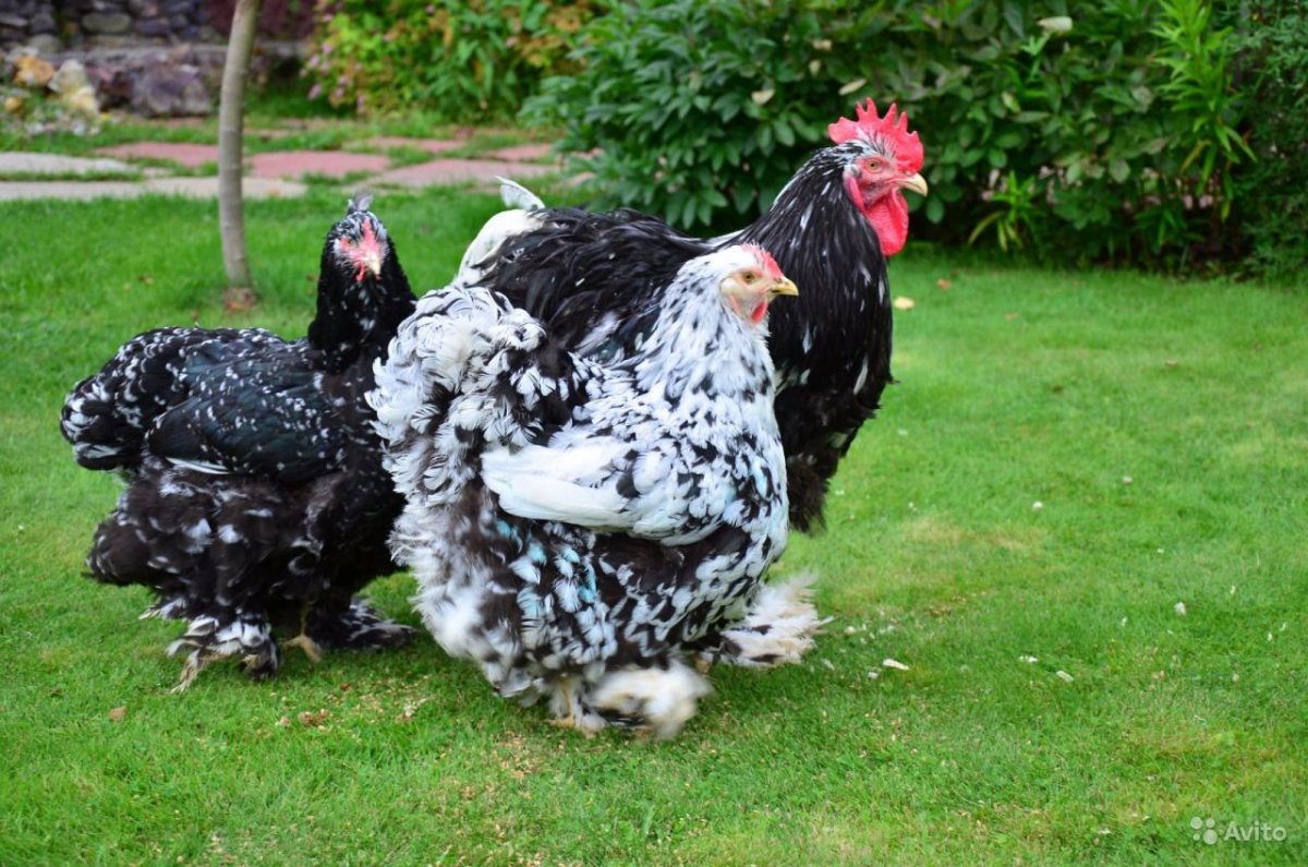 Кохинхин серебро