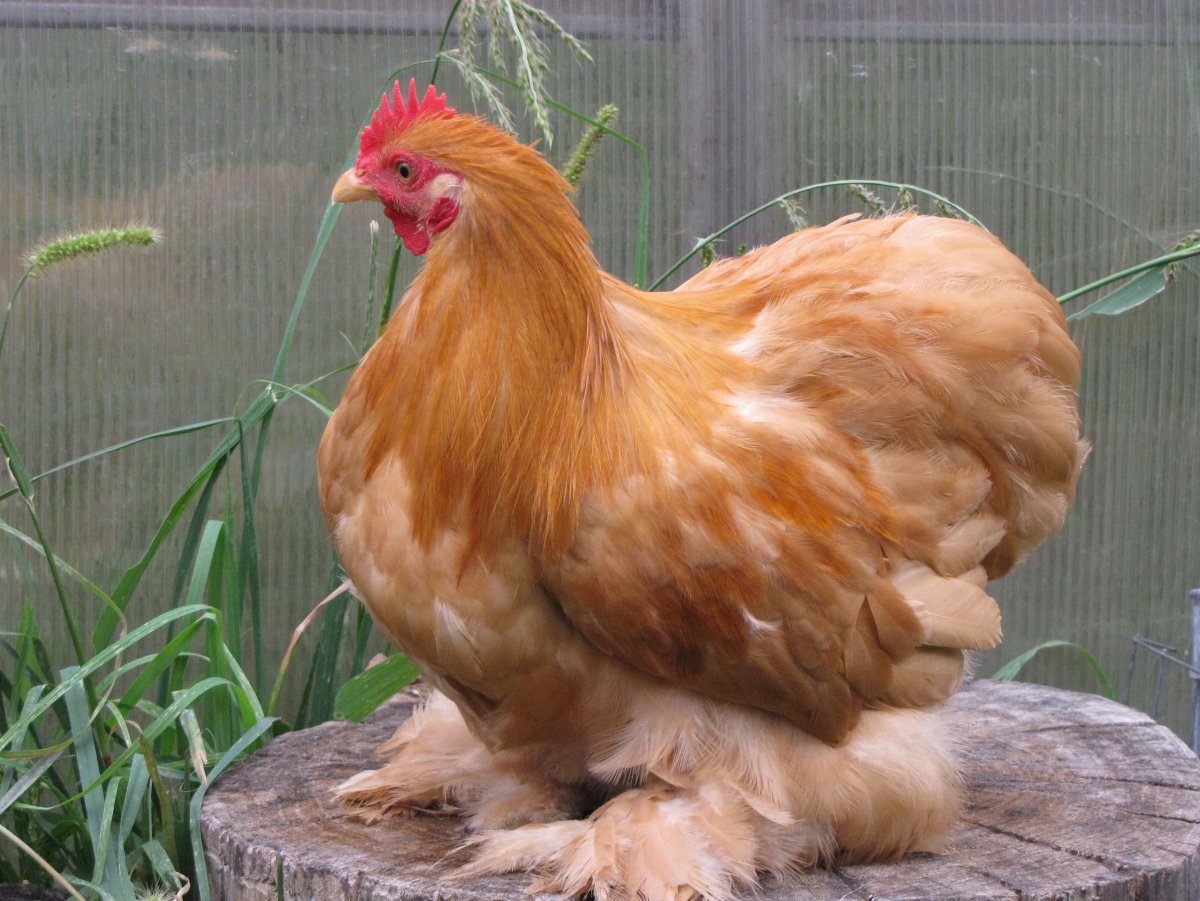 Петух породы кохинхин