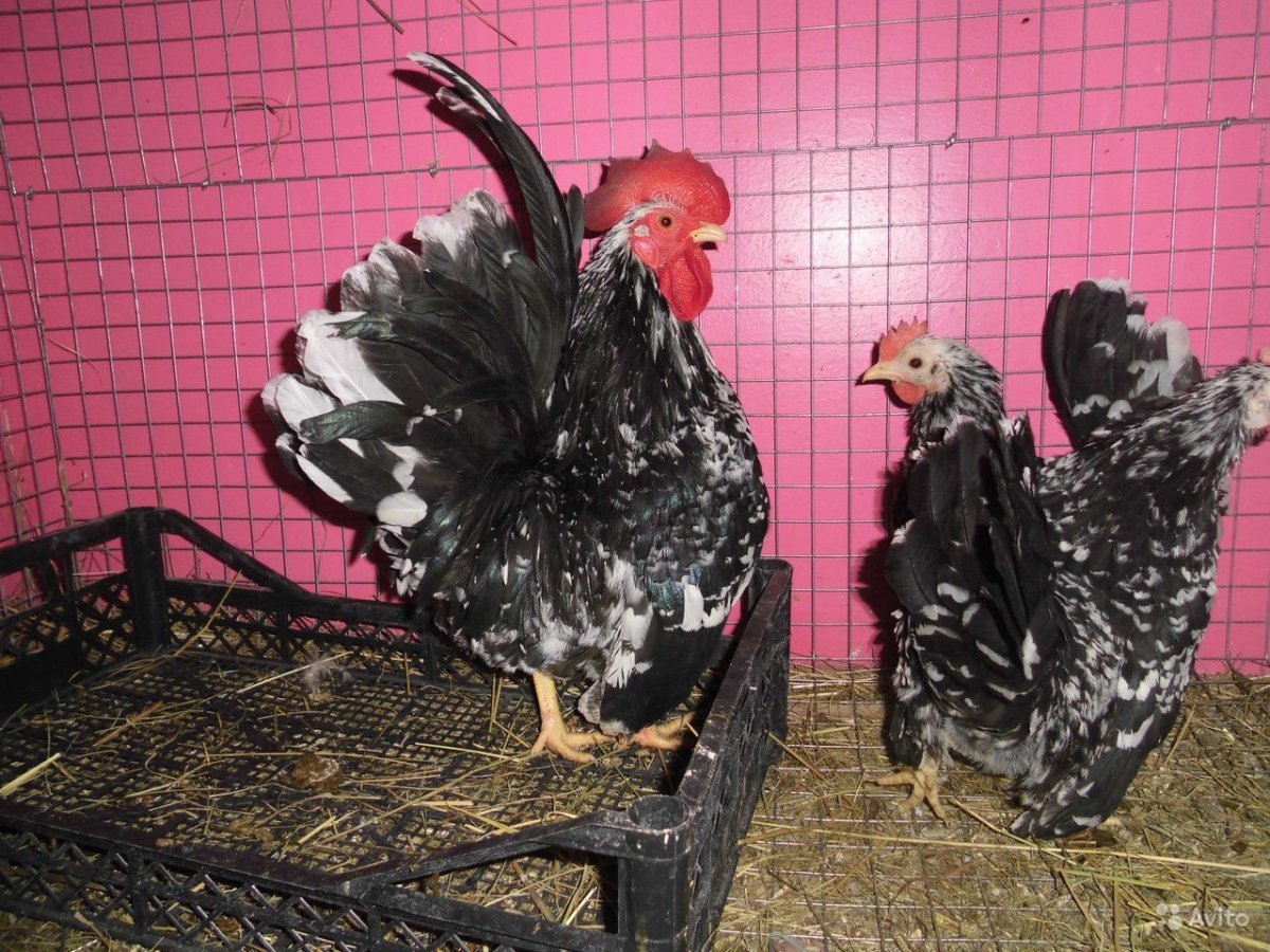 Куры Доминант Брама