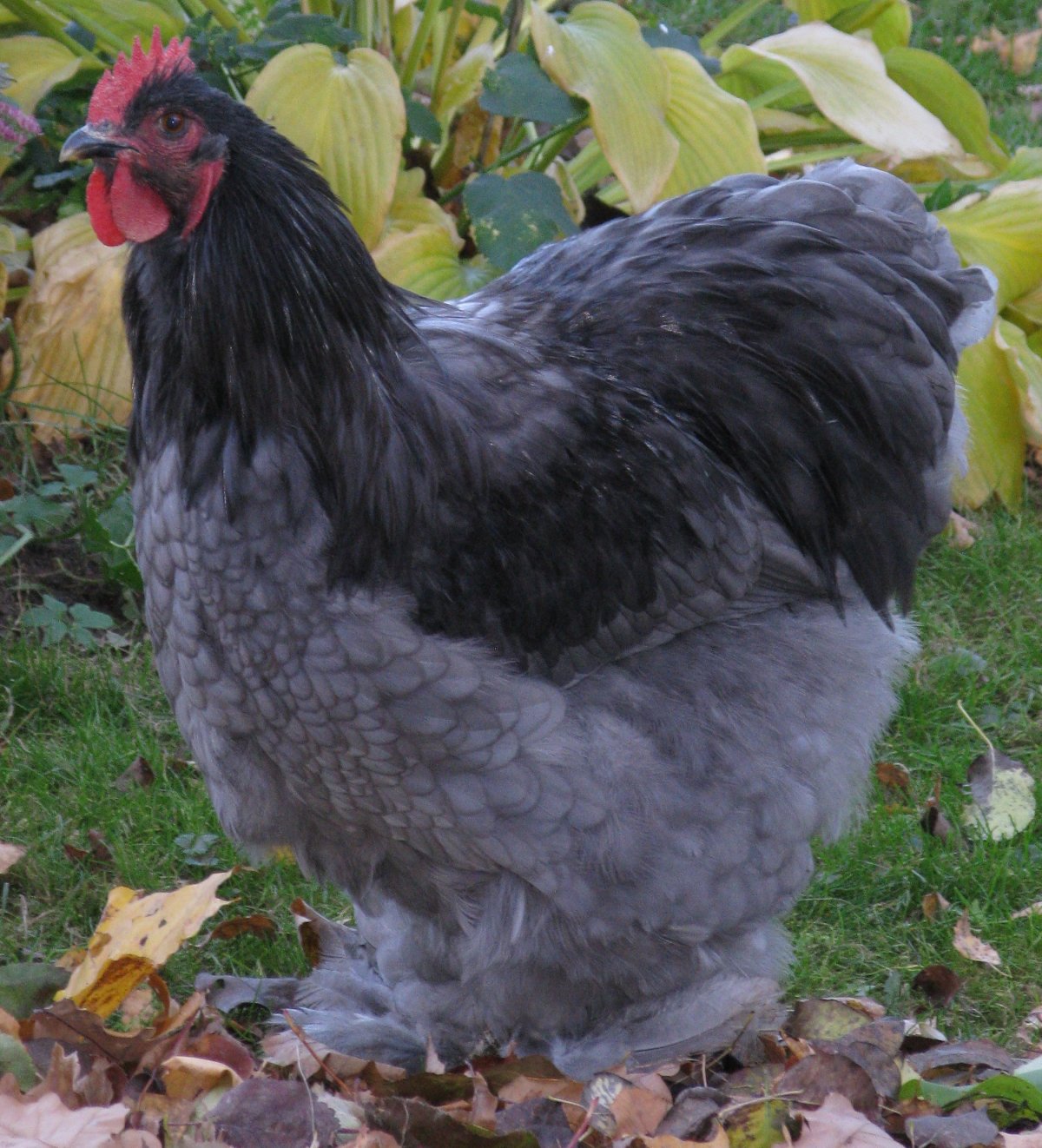 Кохинхин золотой