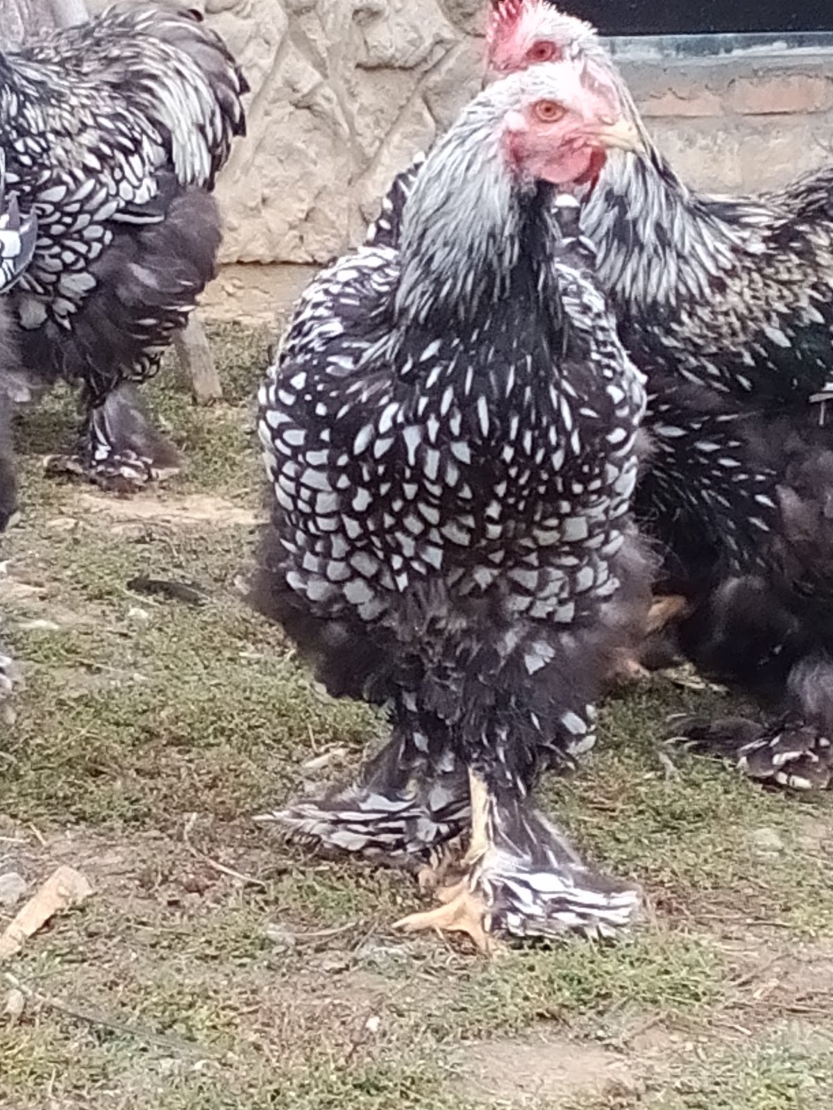 Кохинхины стандарт куры