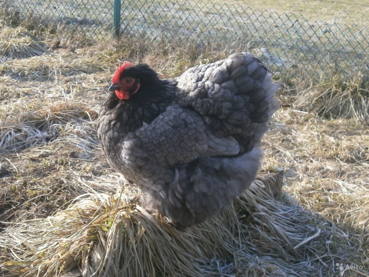 Карликовый кохинхин охра