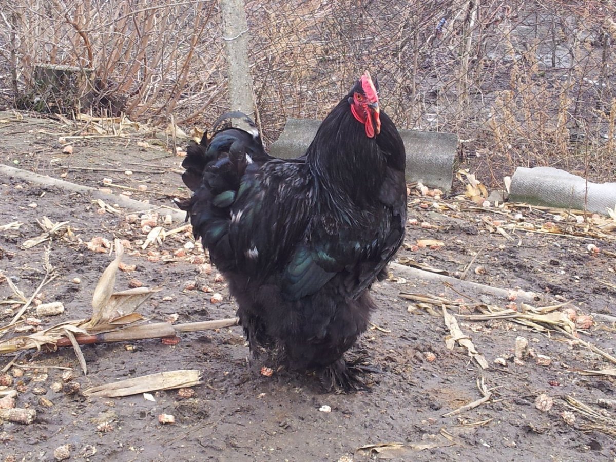 Бентамка курчавая