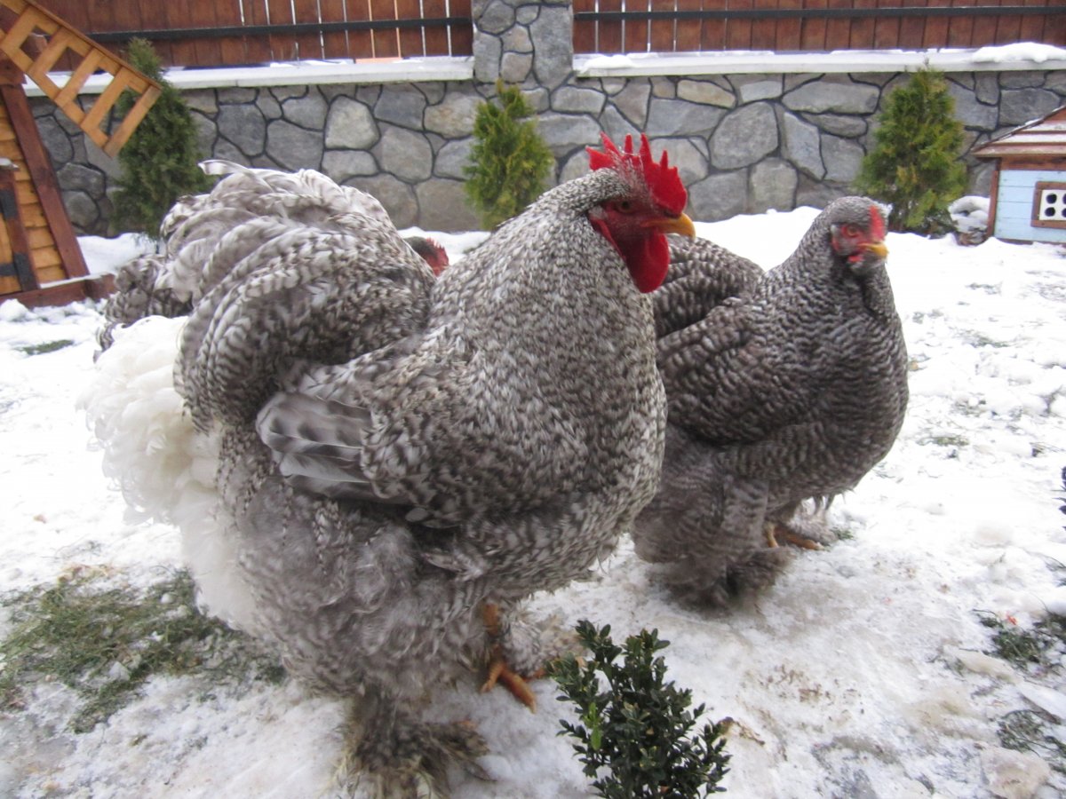 Кохинхин красный