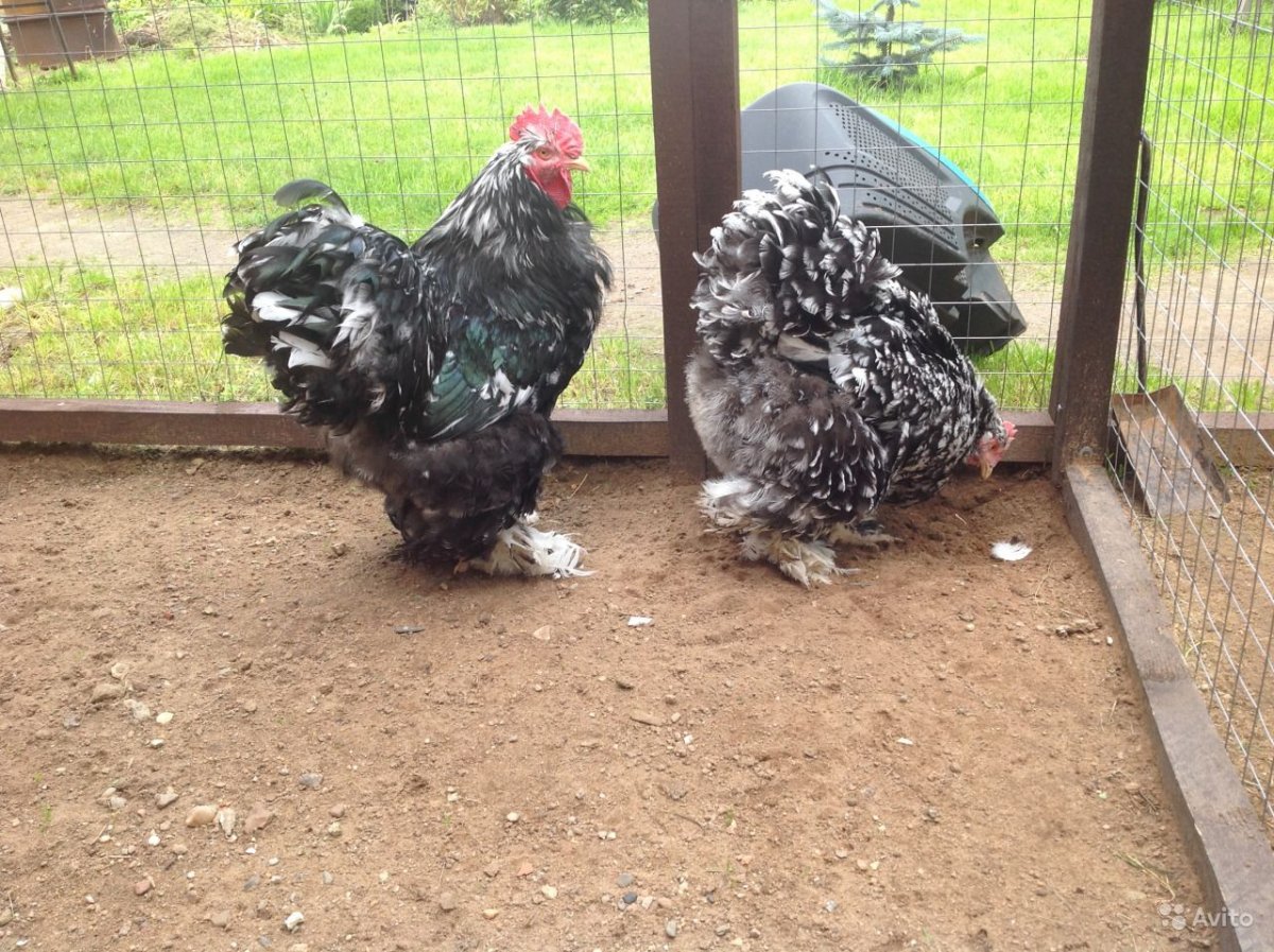 Петух кохинхин черный