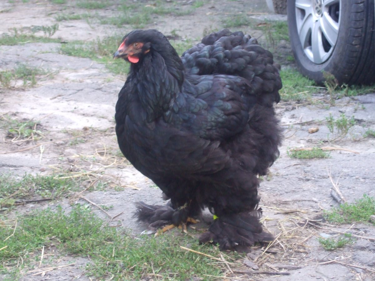 Брама голубая Изабель