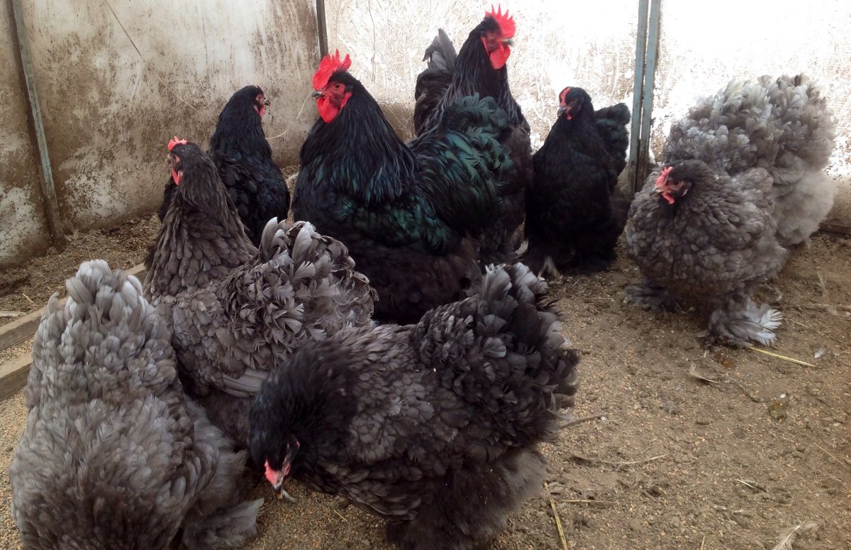 Карликовые кохинхины куры