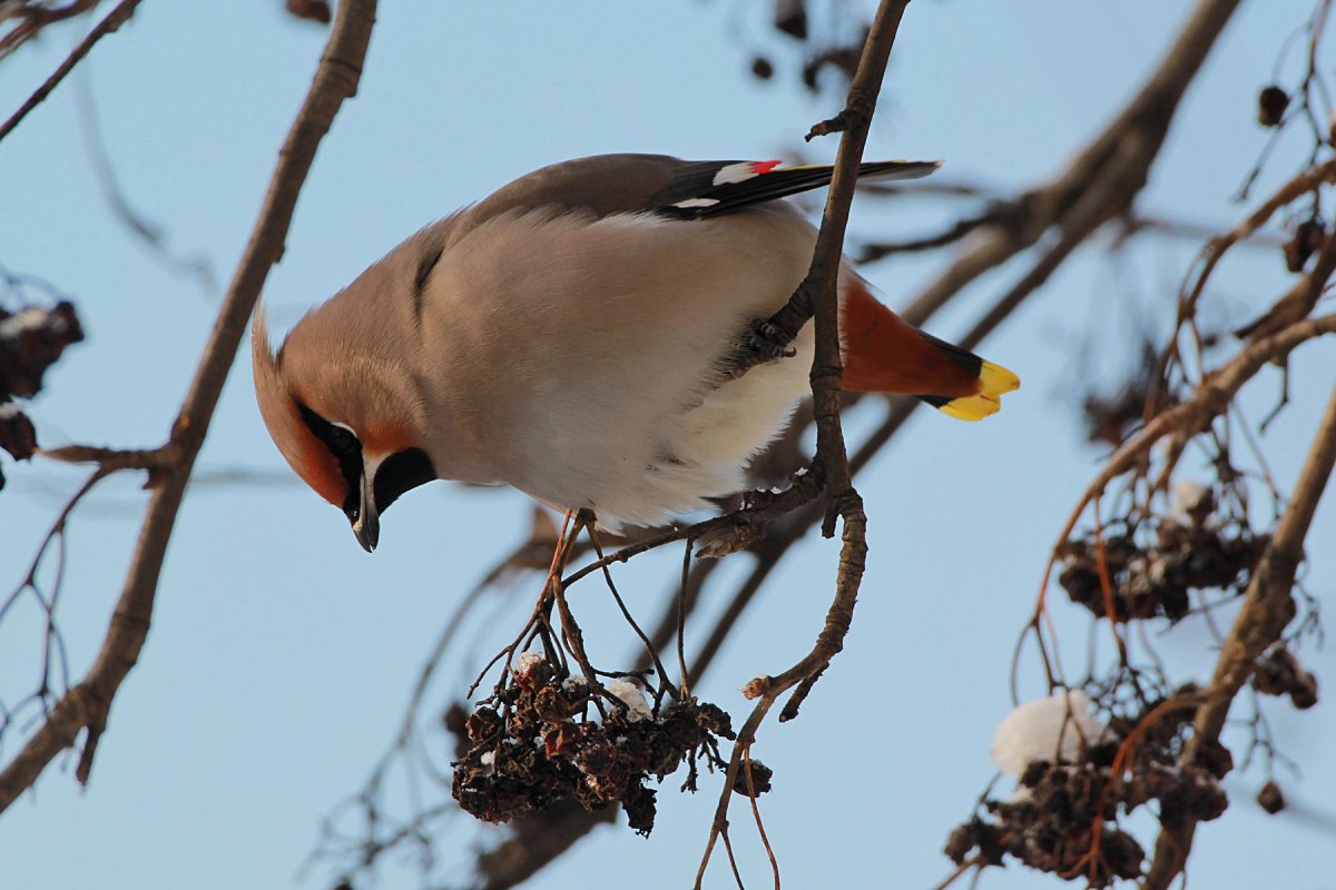 Кедровый свиристель