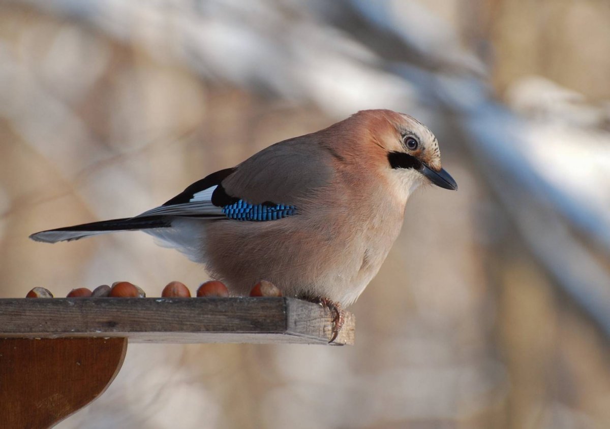 Синиц, Щеглов, снегирей, соек, чечеток, свиристелей