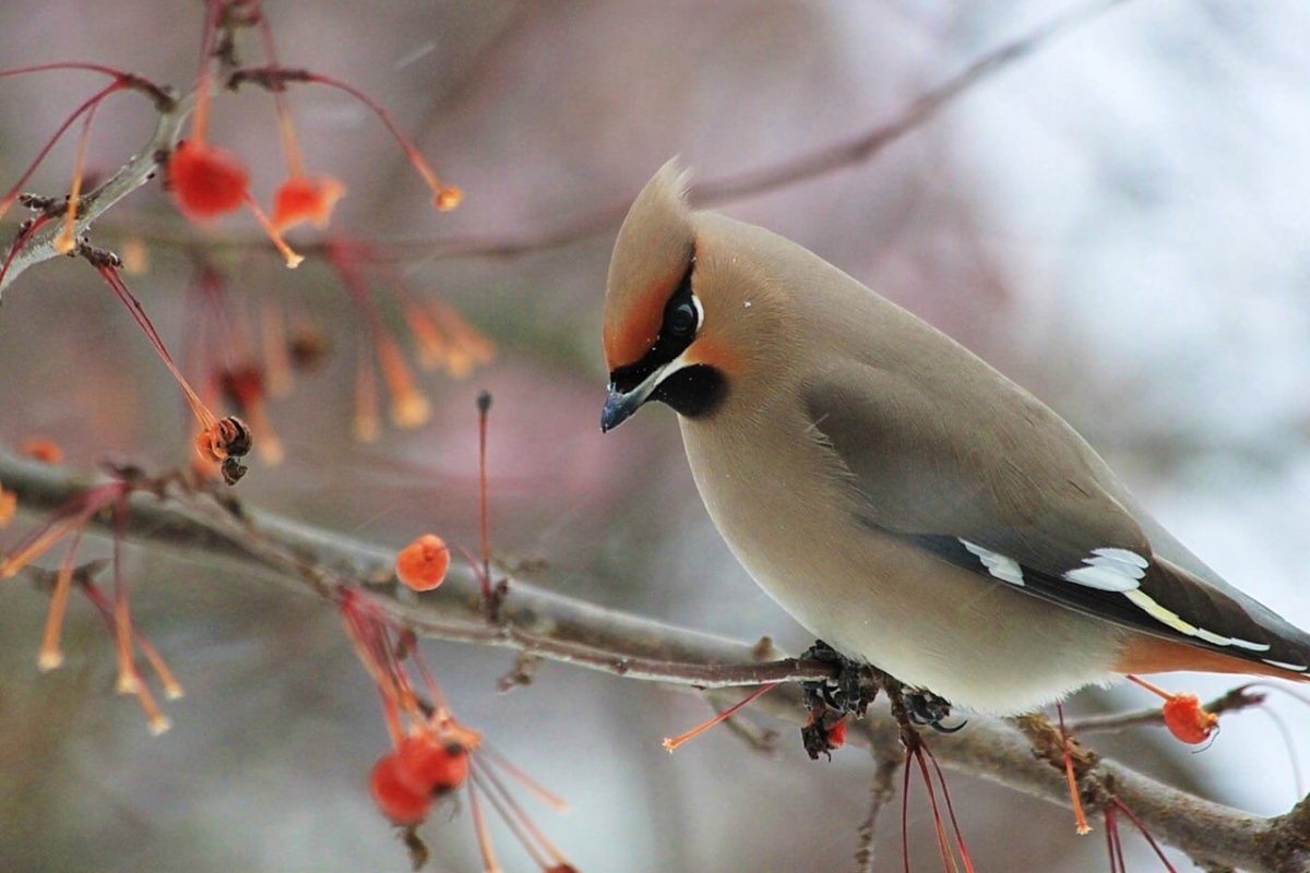 Кедровый свиристель