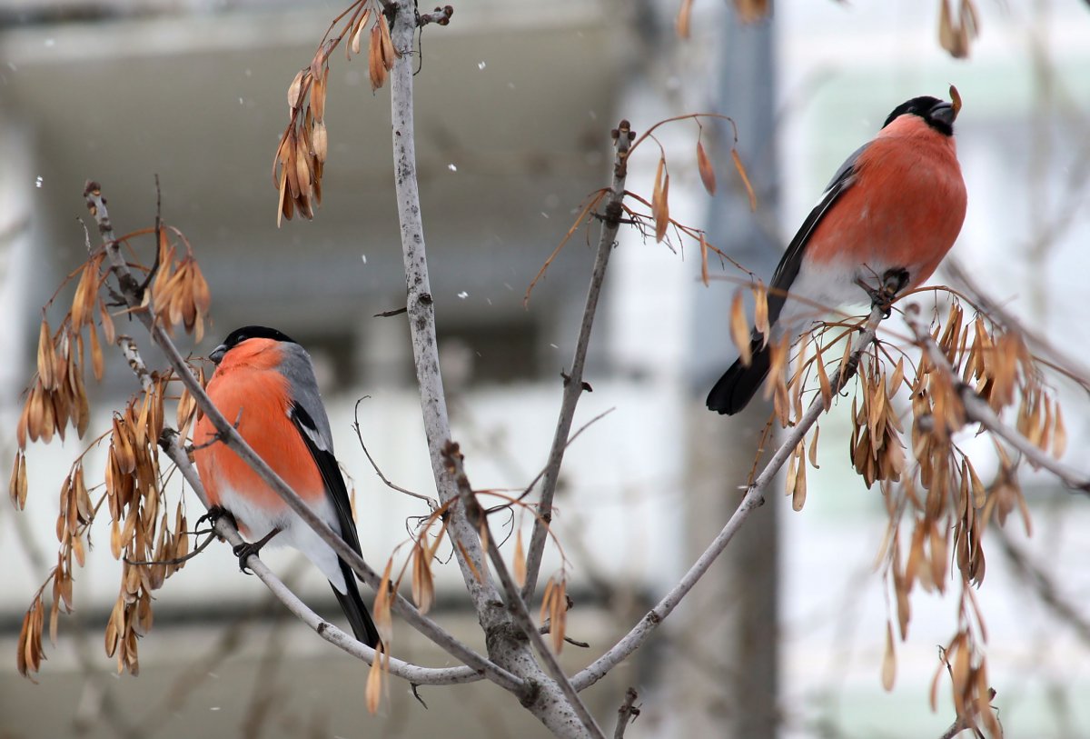 Свиристель и ее гнездо