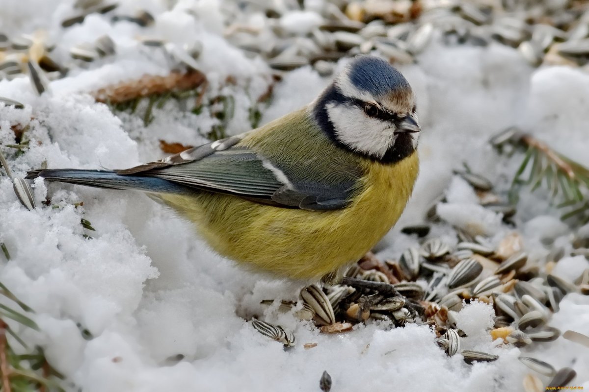 Зимующие птицы Марий Эл