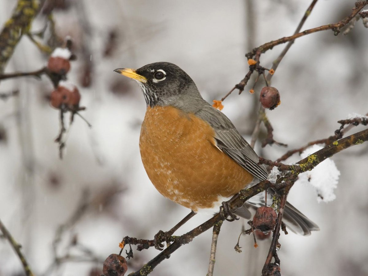 Зимние птицы Урала