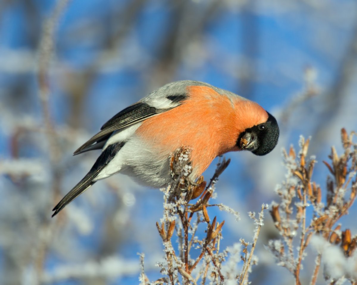 Зимующие птицы Снегирь