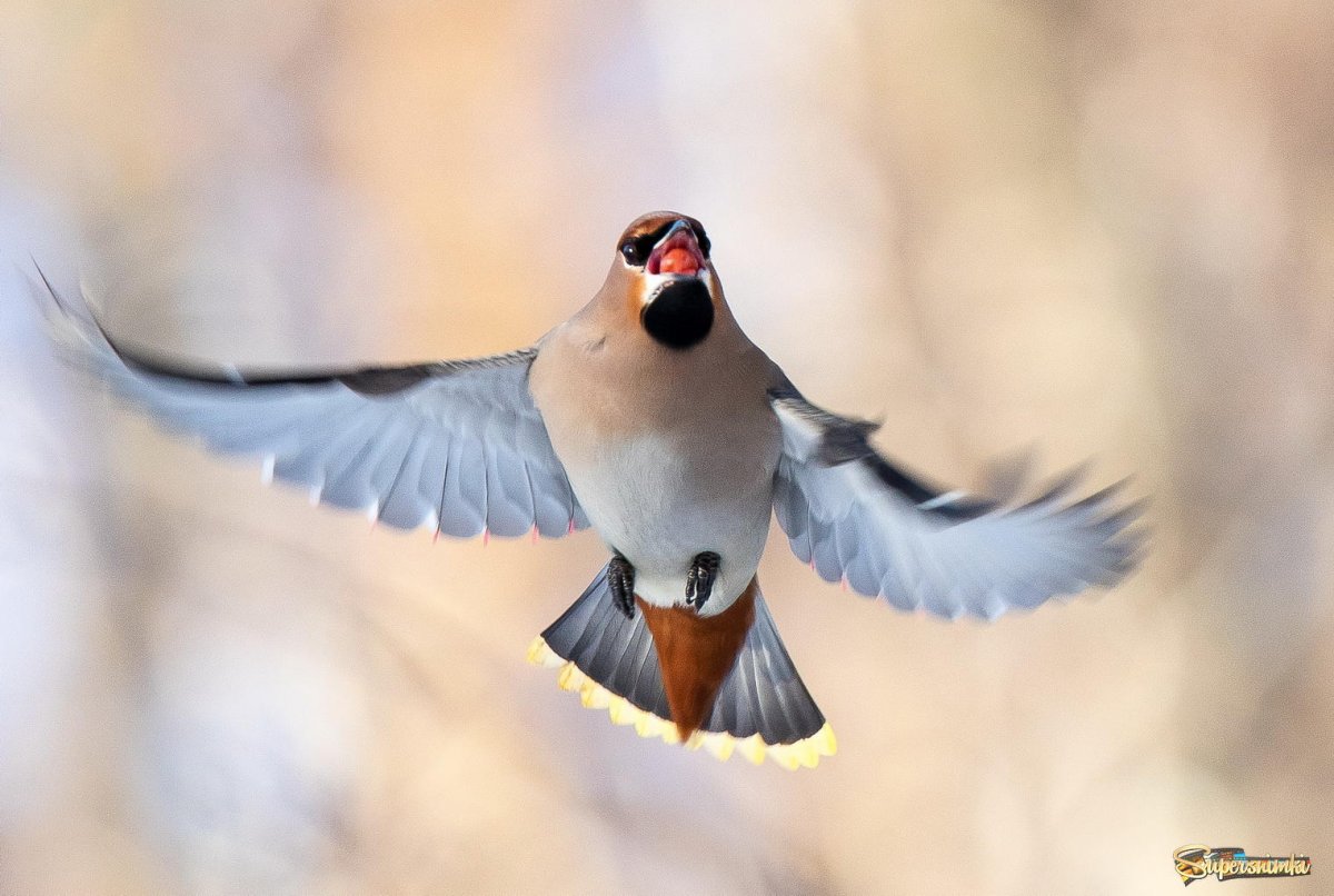 Снегирь обыкновенный pyrrhula pyrrhula