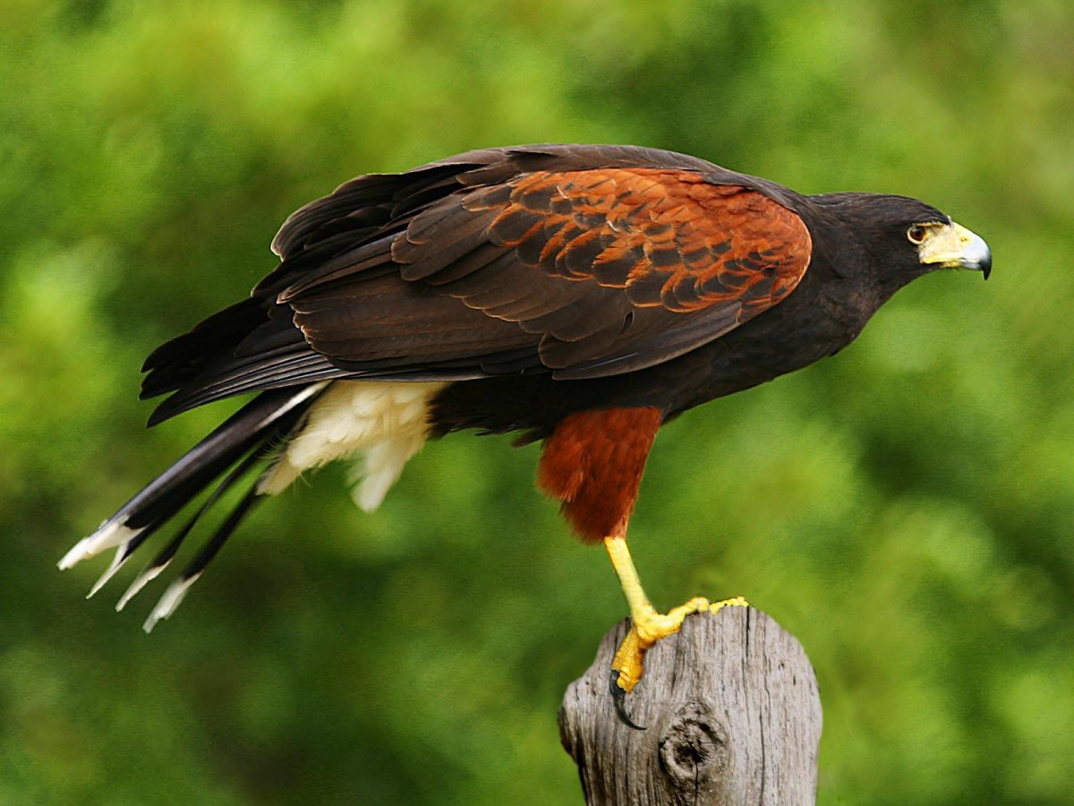 Хищные птицы Беларуси