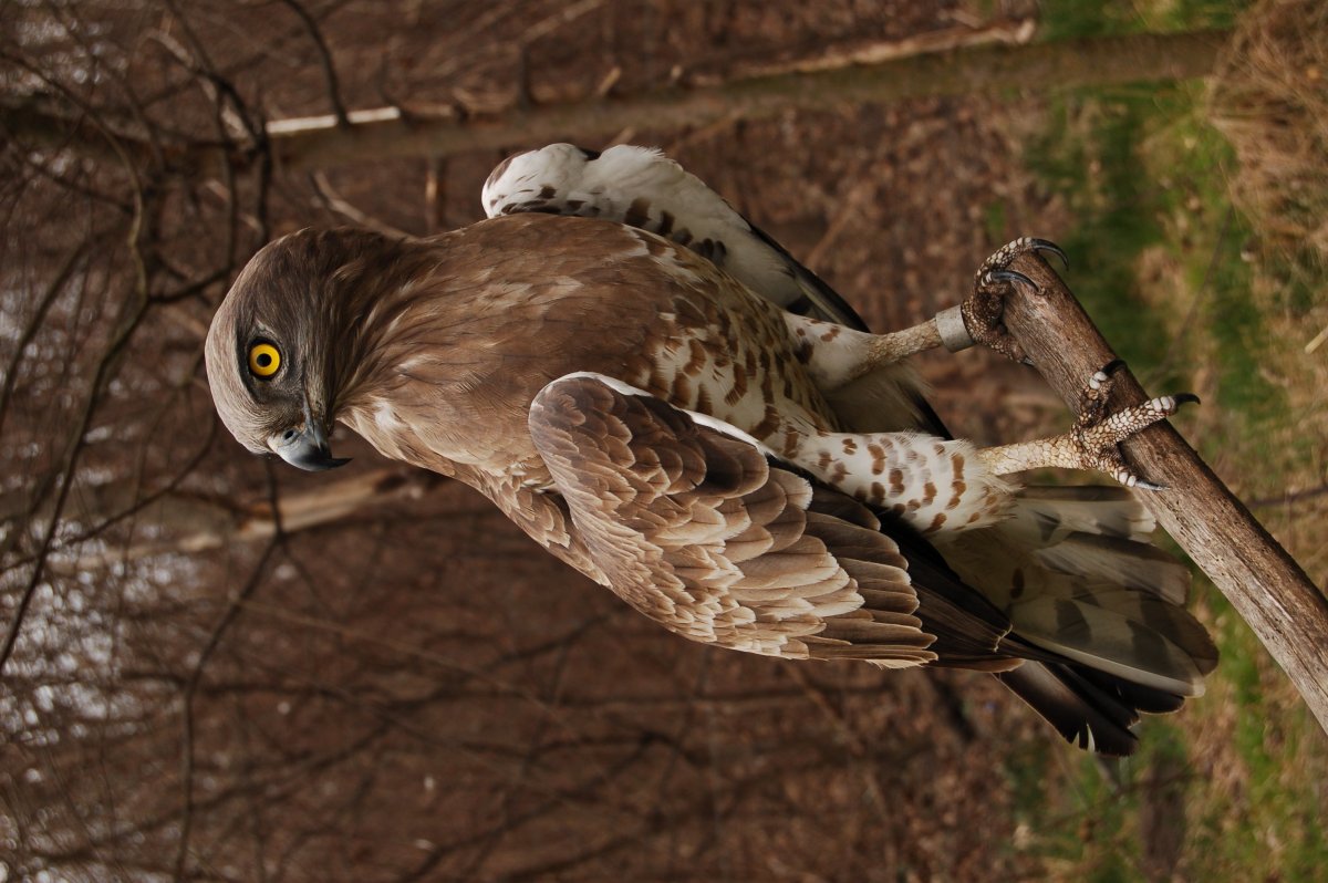 Мадагаскарский Змееяд