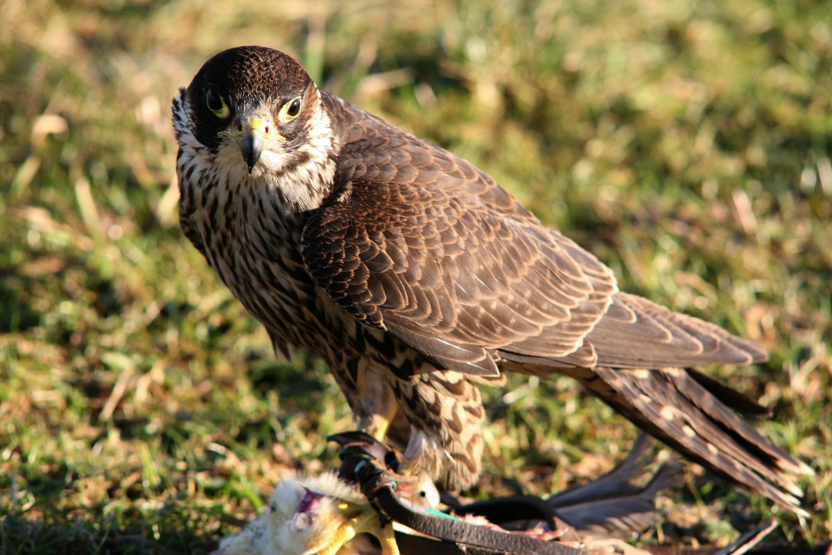 Мохнатый канюк