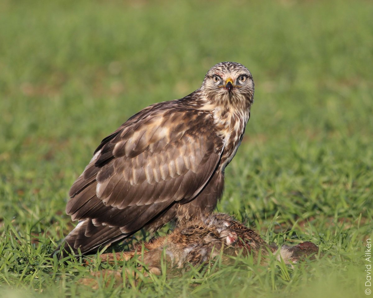 Мохноногий канюк