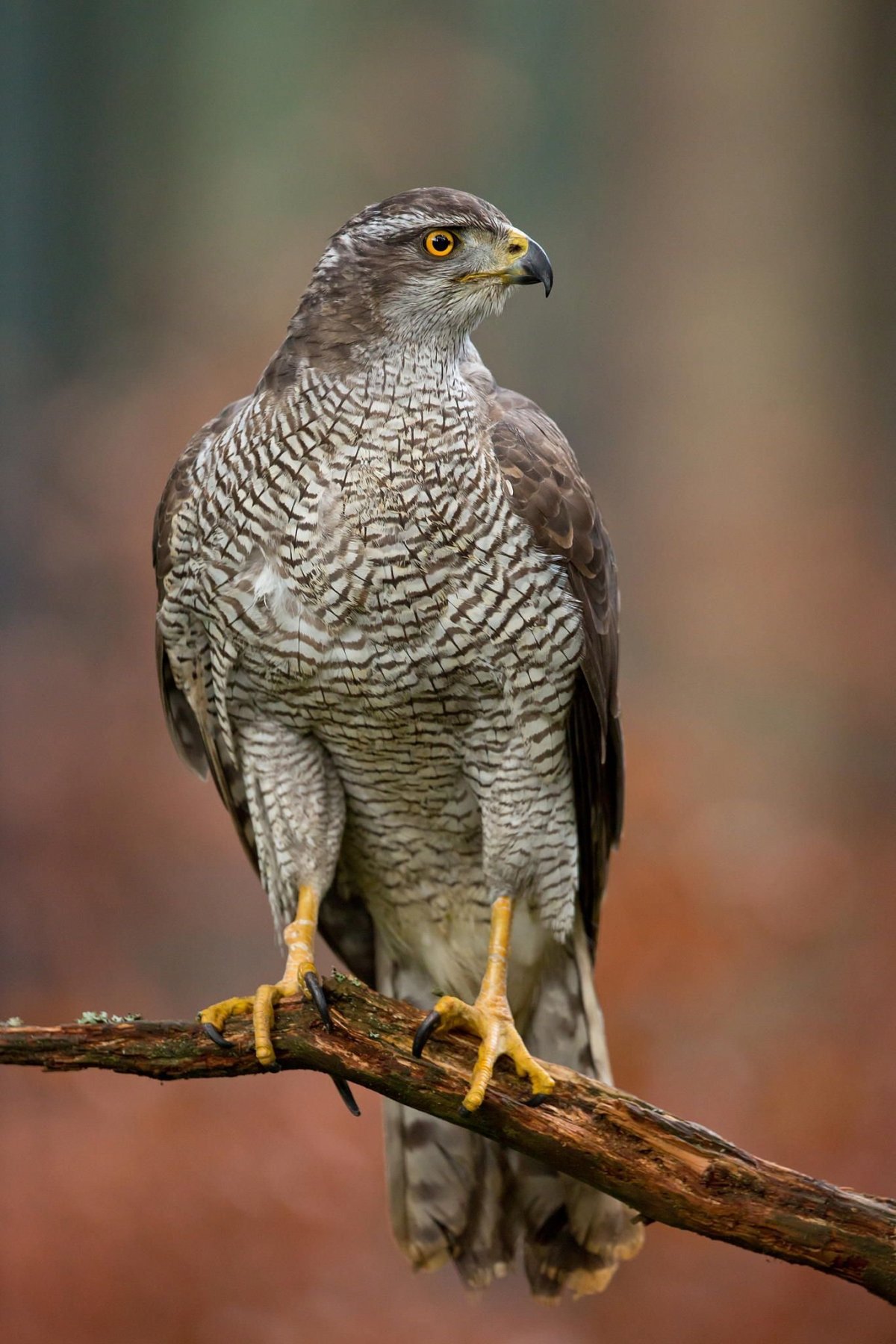 Ястреб - тетеревятник (Accipiter gentilis)