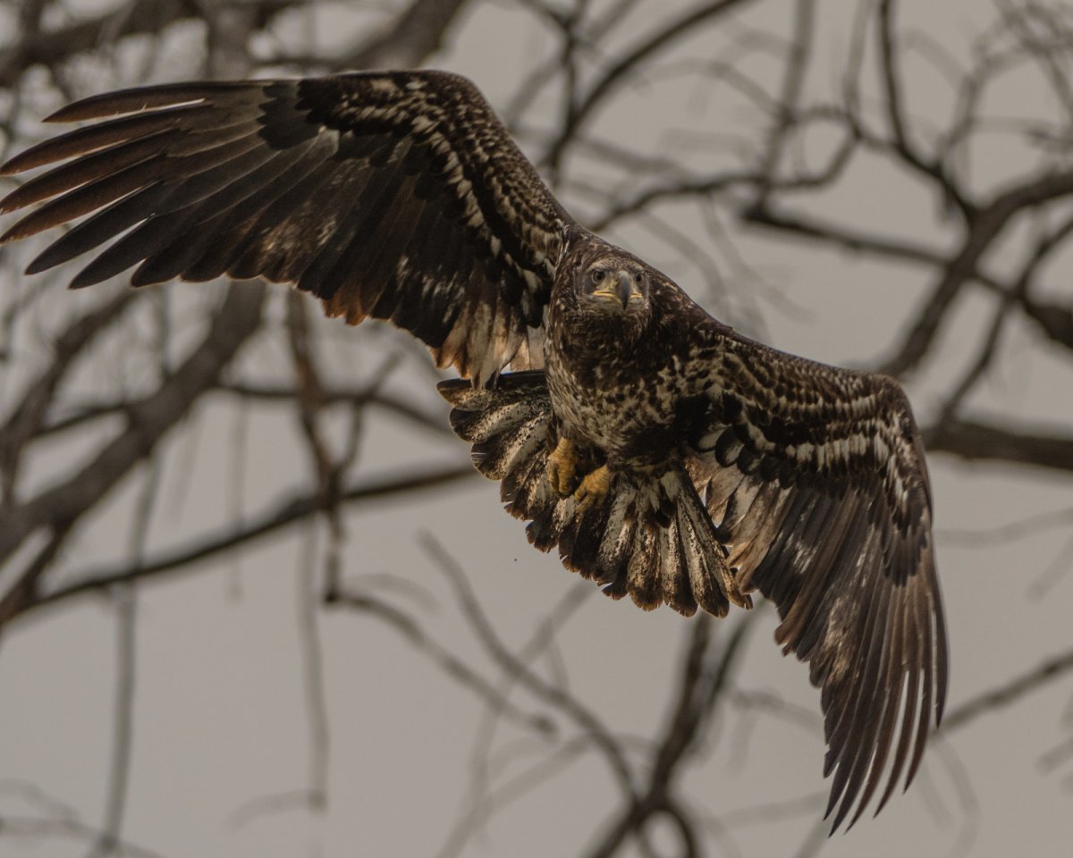 Хищные птицы серая неясыть орёл-беакут ястреб