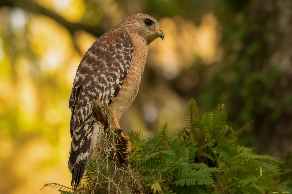 Хищные птицы на Донбассе