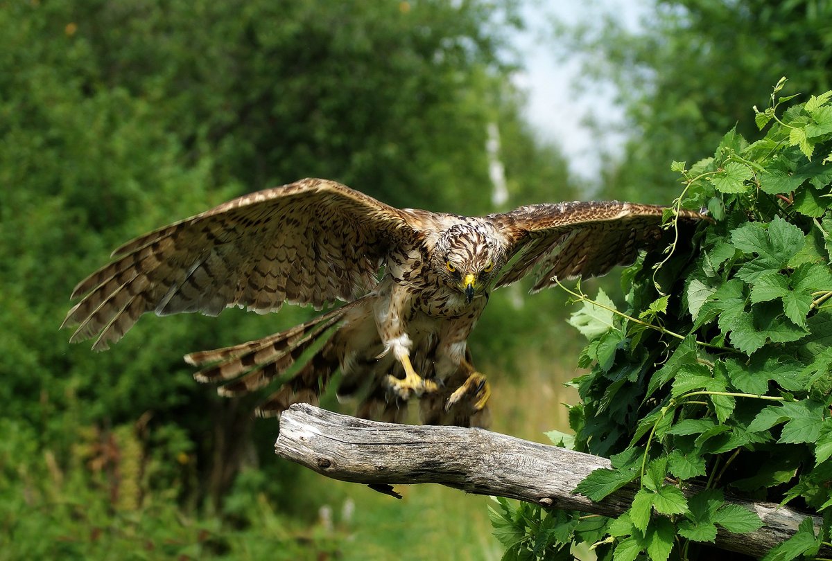 Хищные птицы в природе