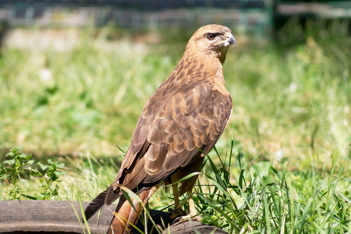 Канюк Сарыч