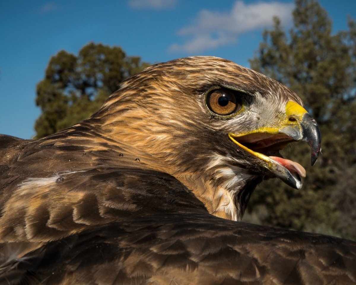 Беркут Сокол ястреб