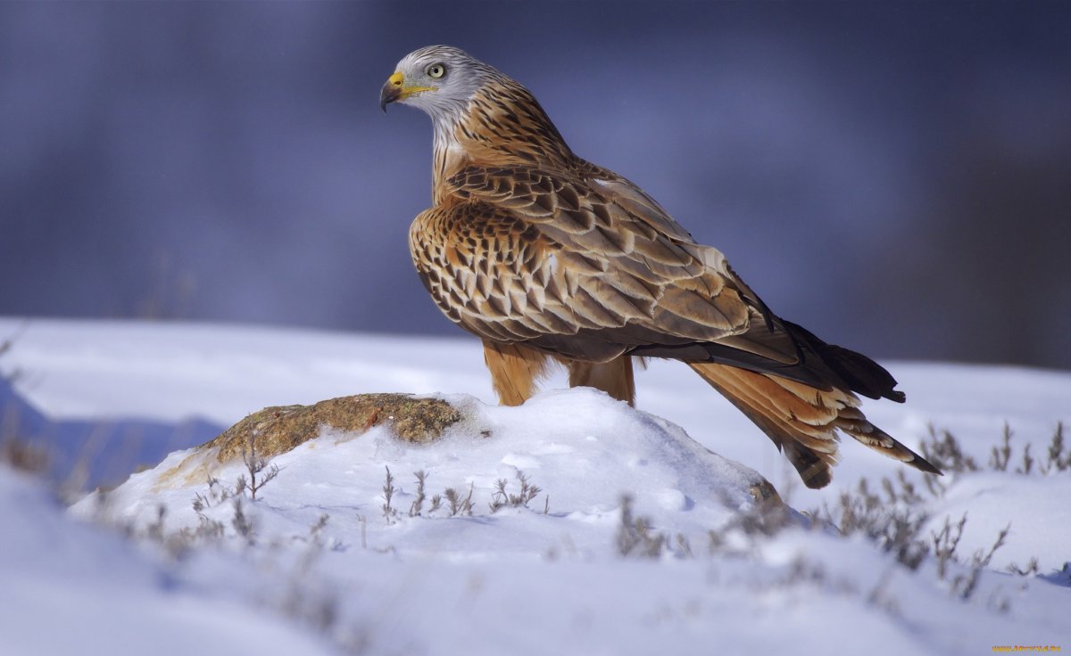 Ястреб на Кольском полуострове