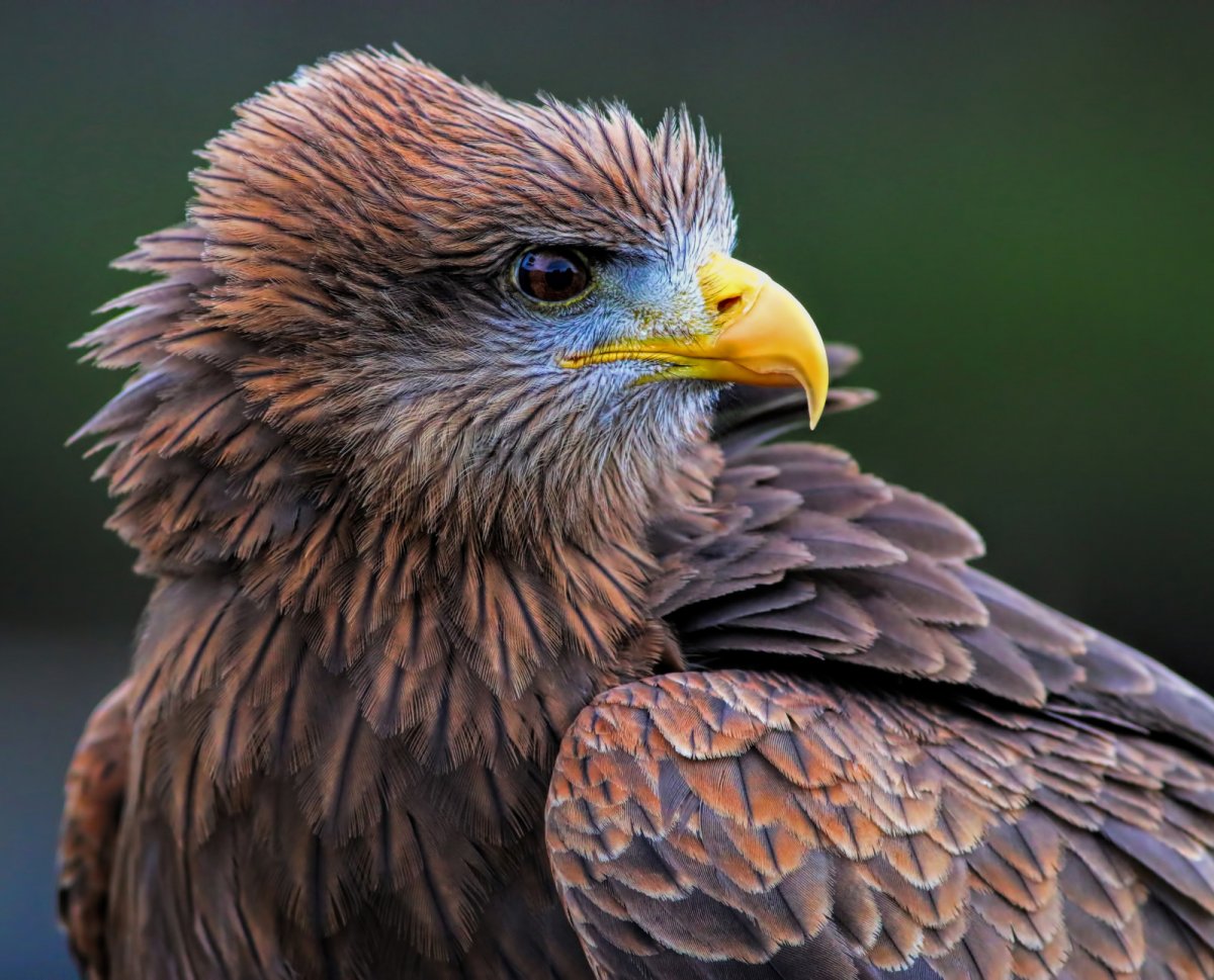 Яркие Хищные птицы