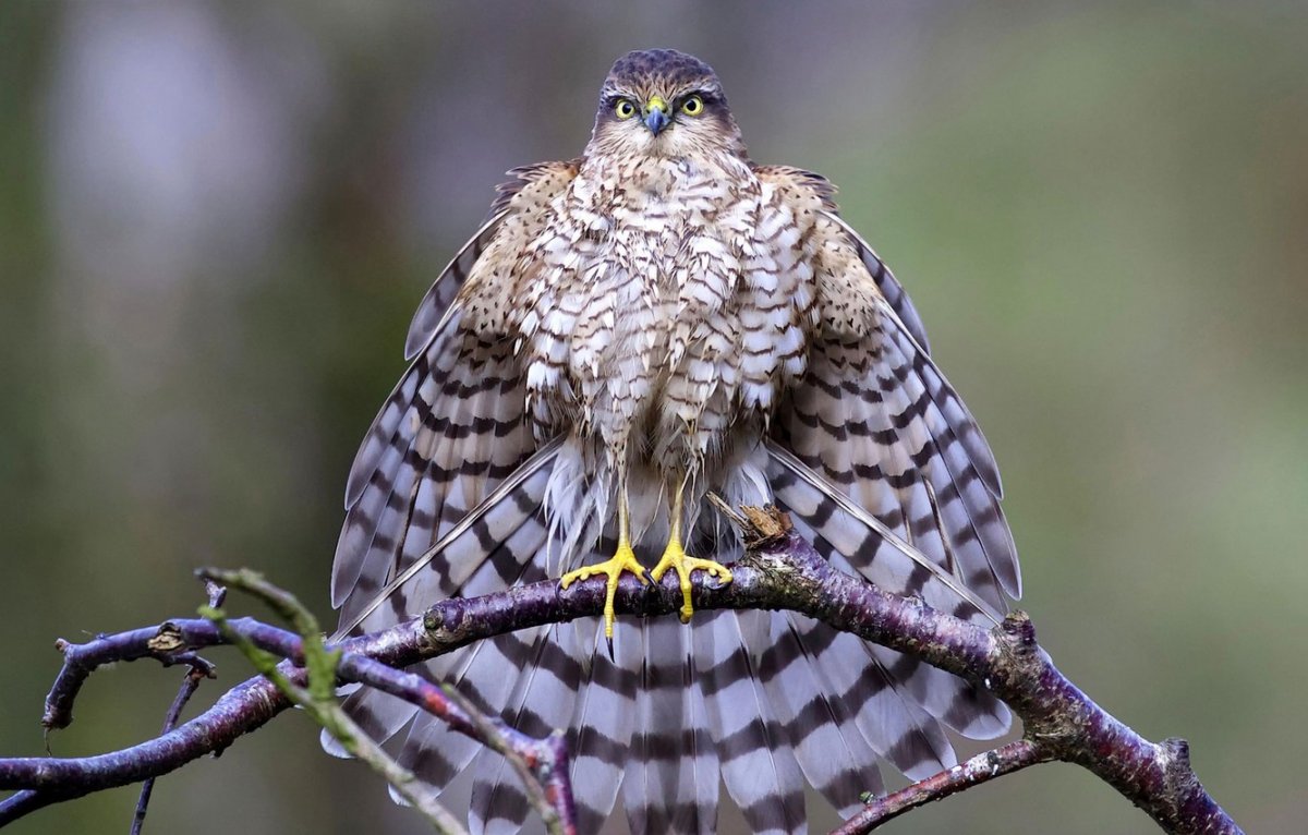 Ястреб-перепелятник фото птицы