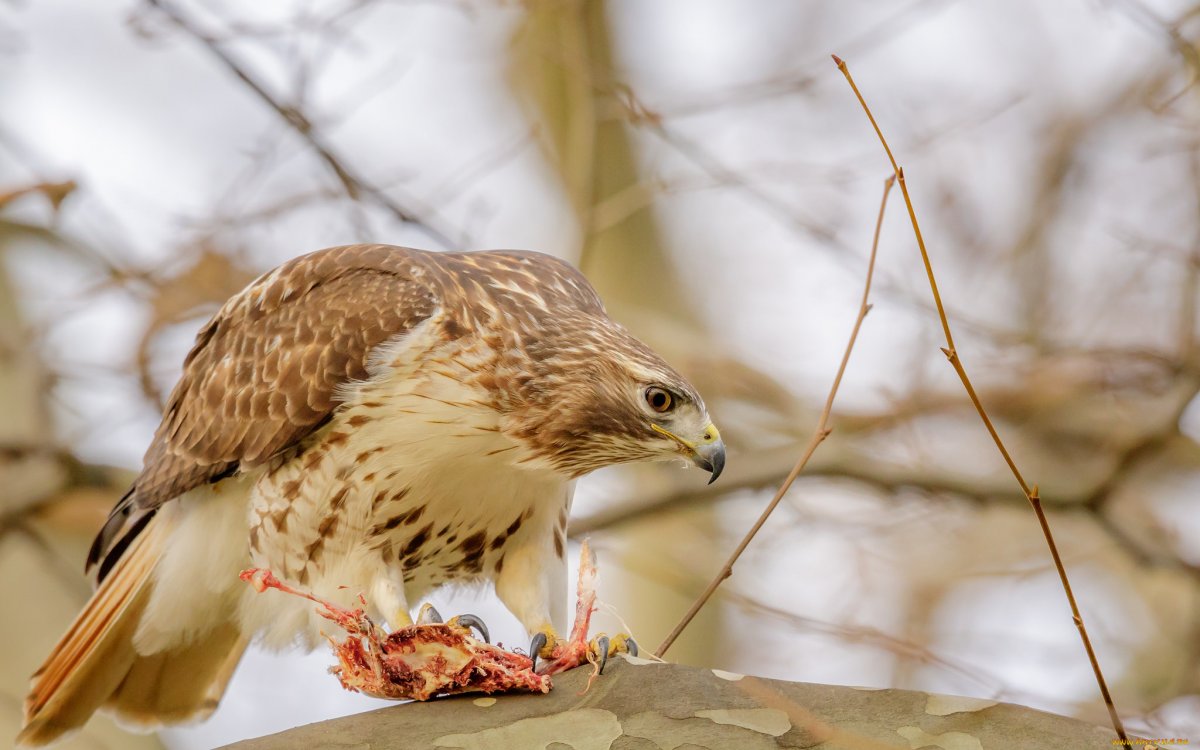 Хищные полевые птицы в Сибири