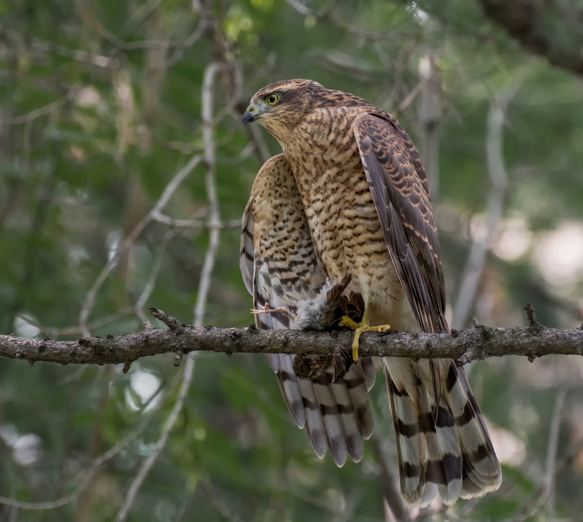 Птица ястреб перепелятник