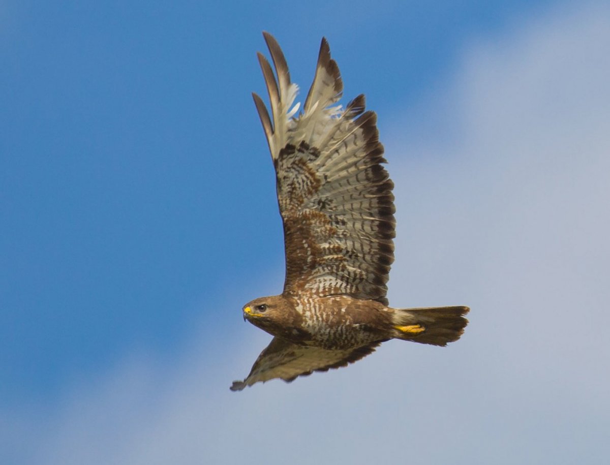Канюк обыкновенный полет