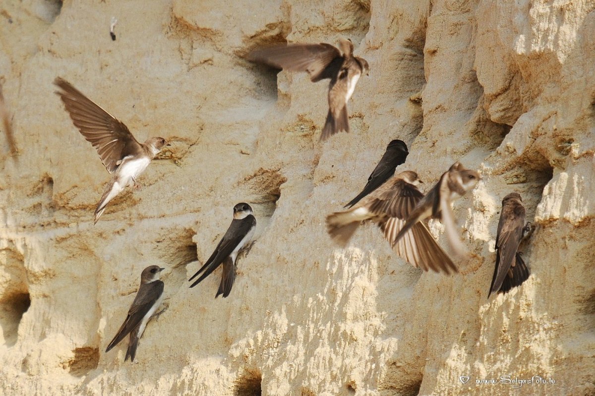 Ласточка береговушка птица