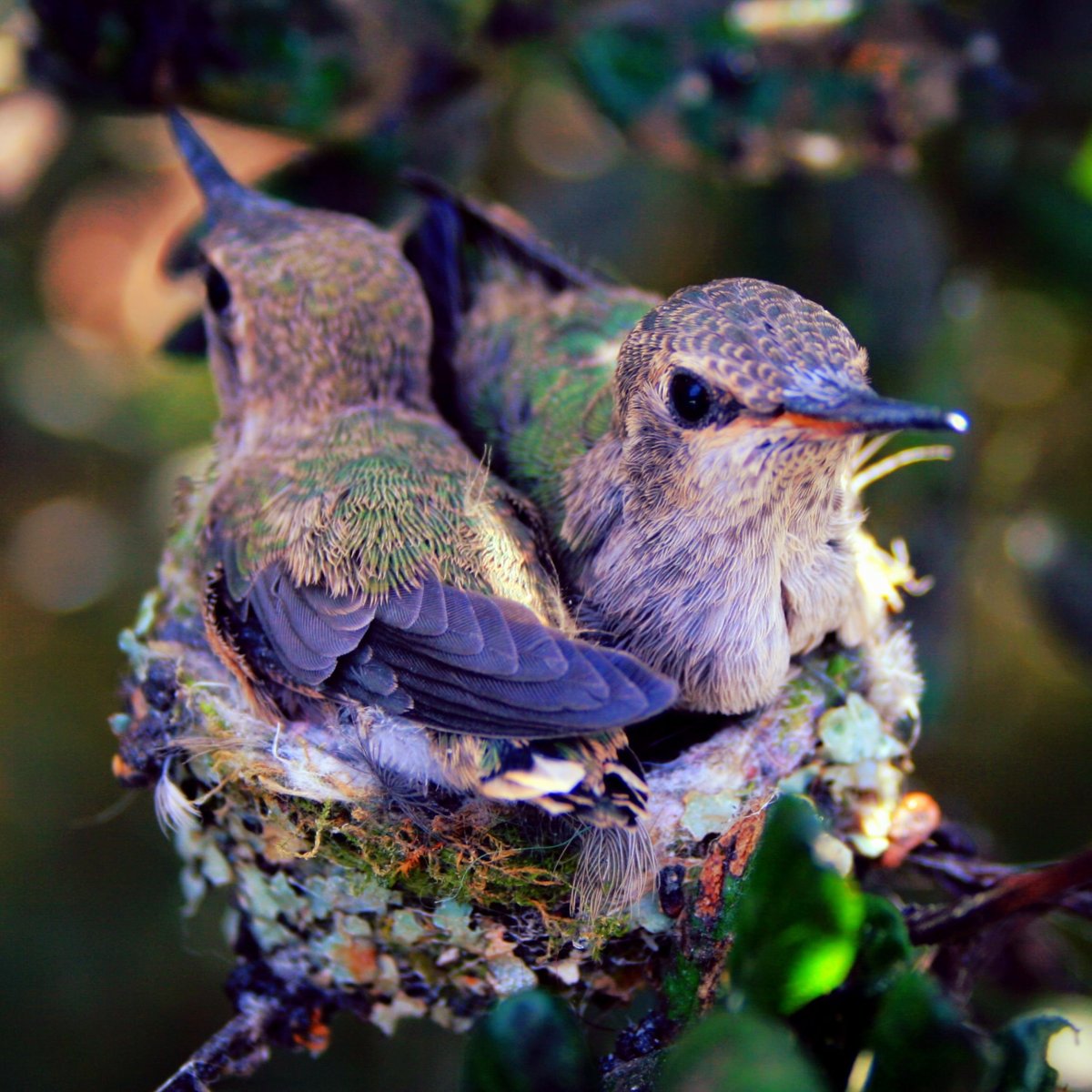 Ласточка гнездо птенцы